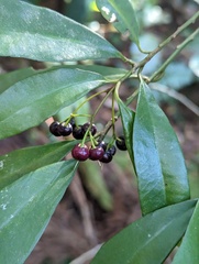 Ardisia quinquegona
