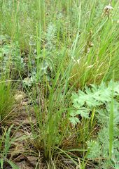Scorzonera purpurea