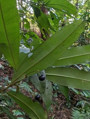 Ardisia quinquegona