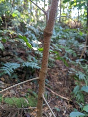 Ardisia quinquegona