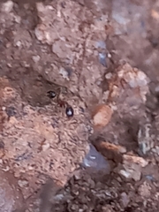 Pheidole rogersi taylori
