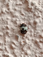 Anthrenus isabellinus