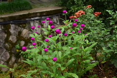 Gomphrena globosa