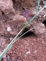 Pheidole rogersi taylori