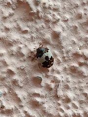 Anthrenus isabellinus