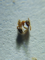 Pheidole rogersi taylori