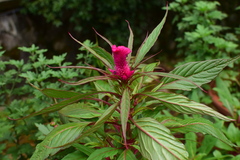Celosia spicata