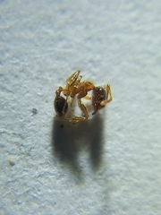 Pheidole rogersi taylori