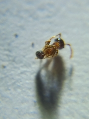 Pheidole rogersi taylori