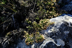Brunia microphylla