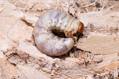 Lucanidae