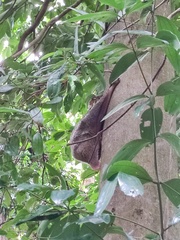 Galeopterus variegatus