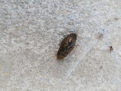 Drusia valenciennii