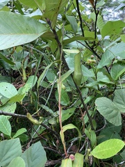 Nepenthes gracilis