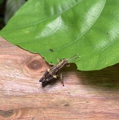 Traulia azureipennis