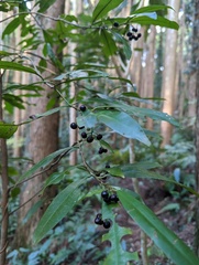 Ardisia quinquegona