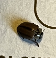 Aphidecta obliterata