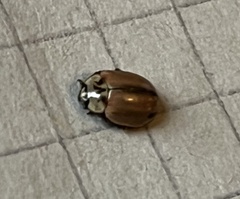 Aphidecta obliterata