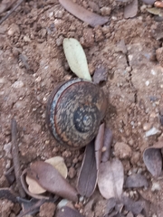 Ariophanta exilis