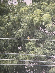 Tyrannus melancholicus