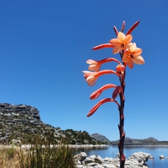 Watsonia tabularis