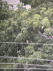 Tyrannus melancholicus