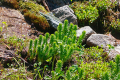 Rhodiola semenovii, photograph Dmitry Boldyrev, CC BY, iNaturalist via GBIF
