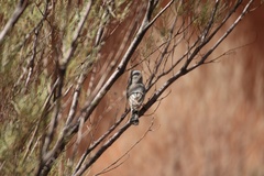 Pachycephala rufiventris