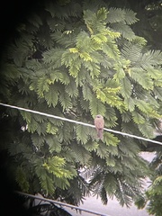 Tyrannus melancholicus