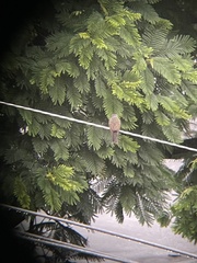 Tyrannus melancholicus