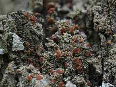 Bacidia rubella