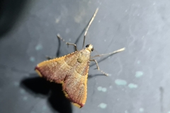 Endotricha mesenterialis