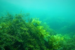 Heteroscarus acroptilus