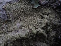 Lecanora expallens