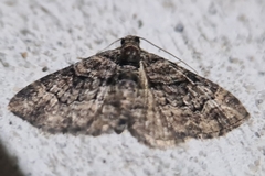 Eucymatoge peplodes