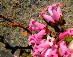 Erica denticulata
