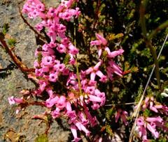 Erica denticulata