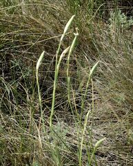 Dianthus leptopetalus