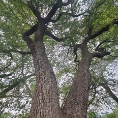 Diospyros quiloensis