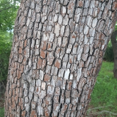 Diospyros quiloensis