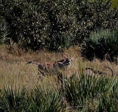 Hippotragus equinus equinus