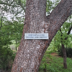 Diospyros quiloensis