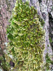 Homalothecium sericeum