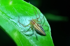 Oxyopes macilentus