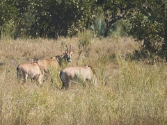 Hippotragus equinus equinus
