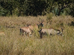 Hippotragus equinus equinus