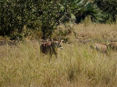 Hippotragus equinus equinus