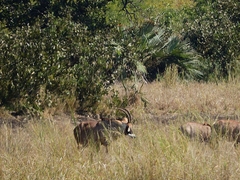 Hippotragus equinus equinus