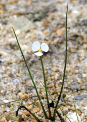 Sagittaria teres