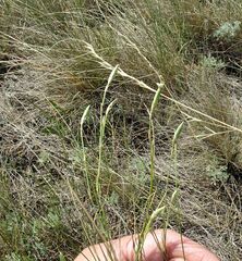 Dianthus leptopetalus